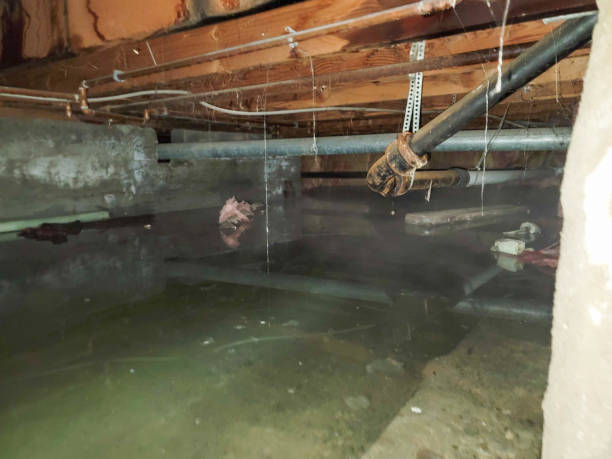Best Flood damage cleanup  in Papillion, NE